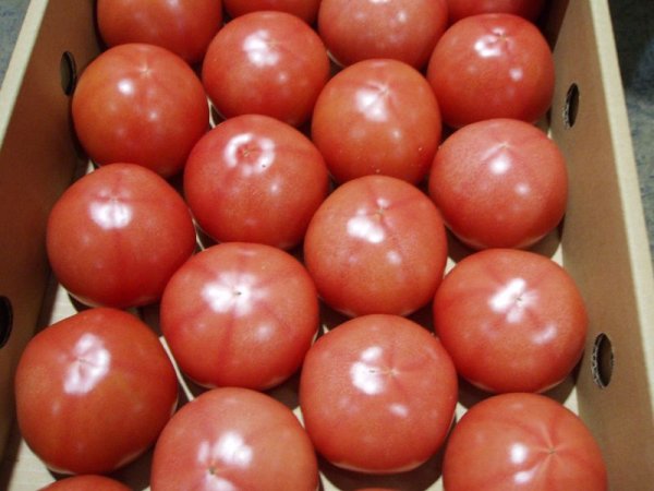画像1: 沖縄野菜　トマト約４ｋｇ　サイズ指定なしS〜３Ｌ (1)