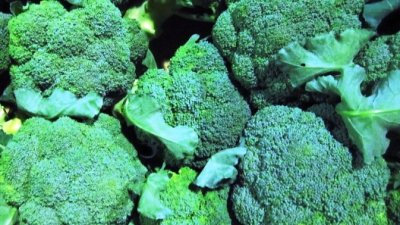 画像2: 沖縄県産 野菜 ブロッコリー 5kg （ケース買いがお買い得！）