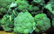 画像1: 沖縄県産 野菜 ブロッコリー 5kg （ケース買いがお買い得！） (1)