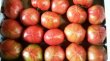 画像1: 沖縄野菜　真和志産水切りフルーティ　トマト　約２kg　発送は３月 (1)