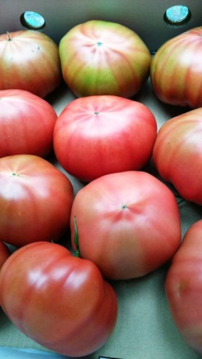 画像1: 沖縄野菜　真和志産水切りフルーティ　トマト　約２kg　発送は３月