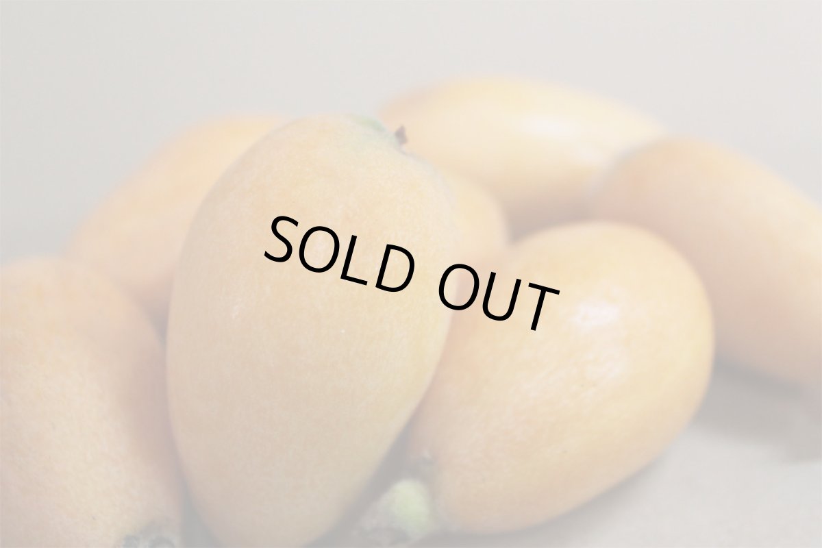 画像3: 【販売開始】初夏の果実 沖縄産 びわ ８パック（約１．６００ｇ）【発送時期2月〜4月】 (3)