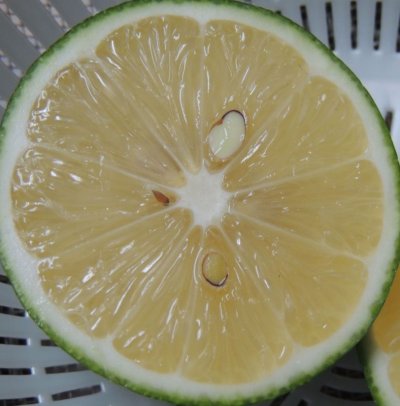 画像2: 沖縄県産　レモン　1kg（5個前後）【メルマガ会員10％割引/在庫限り】