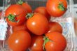 画像2: 【沖縄のプチトマト今が旬】沖縄産ミニトマト１５０g×５パック (2)