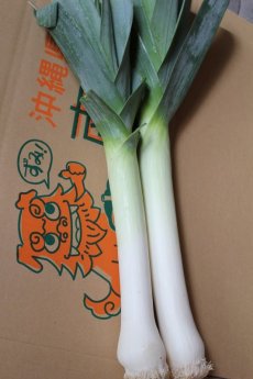 画像5: 沖縄産 リーキ1本(約450ｇ〜500g) 西洋ネギ 【発送２月〜４月】 (5)