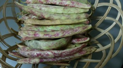 画像1: 沖縄野菜　うずら豆　さや付き　1パック（約５００g）【発送時期11月〜4月】