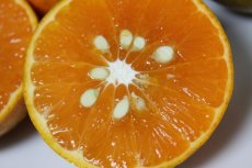 画像4: 国産 ミネオラオレンジ ５kg 沖縄県 山原産 若干キズあり メルマガ会員は２０％OFF (4)