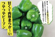 画像1: 沖縄県産 ビックピーマン 約1ｋｇ（6〜１5個） 甘くてモリモリ食べられる【数量限定/今なら10％割引中】 (1)