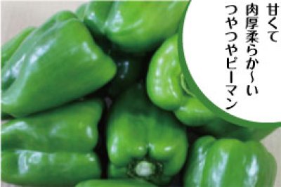 画像1: 沖縄県産 ビックピーマン 約1ｋｇ（6〜１5個） 甘くてモリモリ食べられる【数量限定/今なら20％割引中】