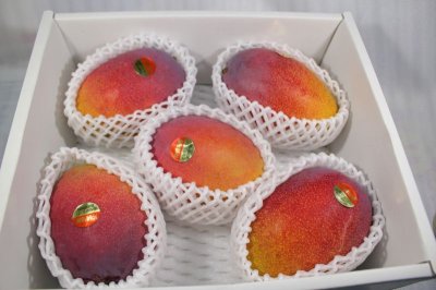 画像2: 秀品 完熟アップルマンゴー 2kg（4〜5玉）本島産