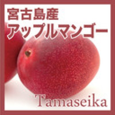 画像2: 宮古島産アップルマンゴー秀品２kg (4〜5玉)