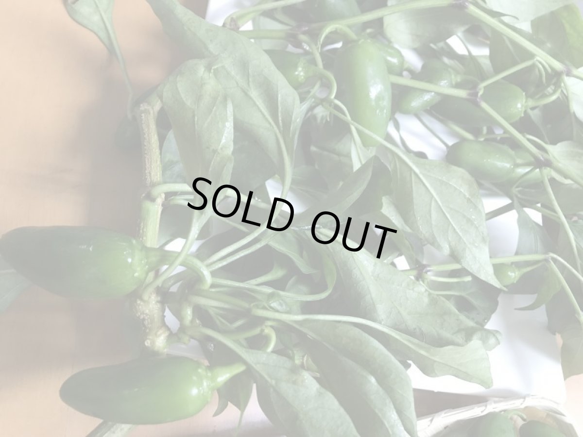 画像3: メルマガ会員は半額　沖縄産　生　グリーン　ハラペーニョ　１ｋg（　ハラピーノ　チポトレ　チポートレ） (3)