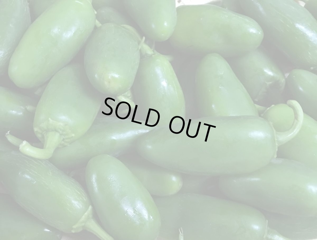 画像6: メルマガ会員は半額　沖縄産　生　グリーン　ハラペーニョ　１ｋg（　ハラピーノ　チポトレ　チポートレ） (6)