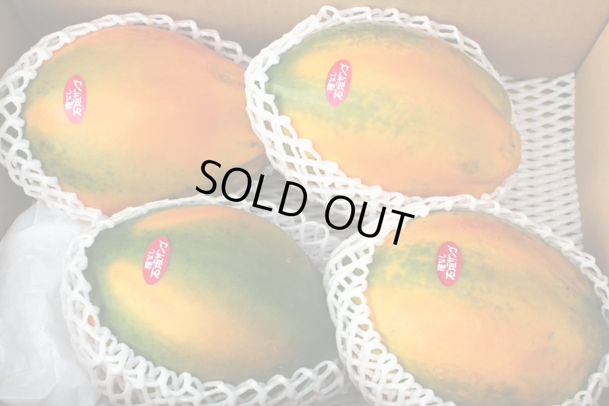 画像4: ☆セール価格☆【石垣サンゴ】 フルーツパパイヤ 約1kg　　メルマガ会員さまは更に15％割引！ (4)