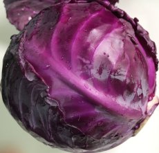 画像2: 超特価！紫キャベツ１個　約１kg　ビタミンＣ、Ｋが豊富・抗酸化作用が強いアントシアニンも含む (2)
