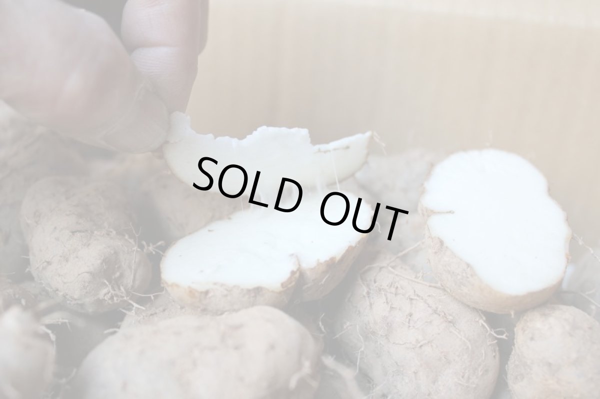 画像2: 琉球自然薯 クーガ芋500g 究極のスタミナ芋 お試し用【すぐ発送】 (2)