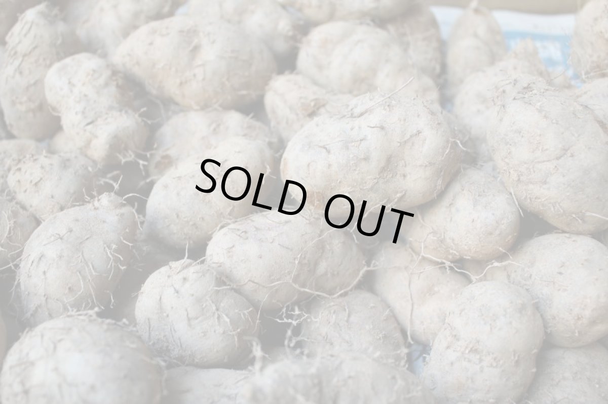 画像3: 琉球自然薯 クーガ芋500g 究極のスタミナ芋 お試し用【すぐ発送】 (3)