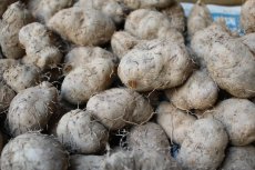 画像2: 琉球自然薯「クーガ芋」５ｋｇ、究極のスタミナ芋　極ウマ　【発送2月頃〜】 (2)
