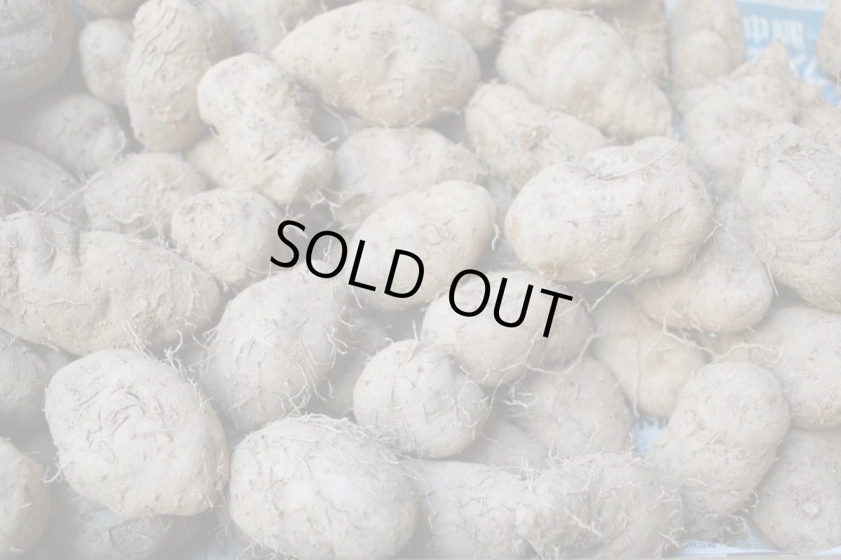 画像4: 琉球自然薯 クーガ芋500g 究極のスタミナ芋 お試し用【すぐ発送】 (4)