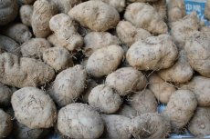 画像3: 琉球自然薯「クーガ芋」１ｋｇ、究極のスタミナ芋　極ウマ　【発送2月頃〜】 (3)