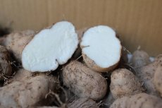 画像1: 琉球自然薯「クーガ芋」１ｋｇ、究極のスタミナ芋　極ウマ　【発送2月頃〜】 (1)