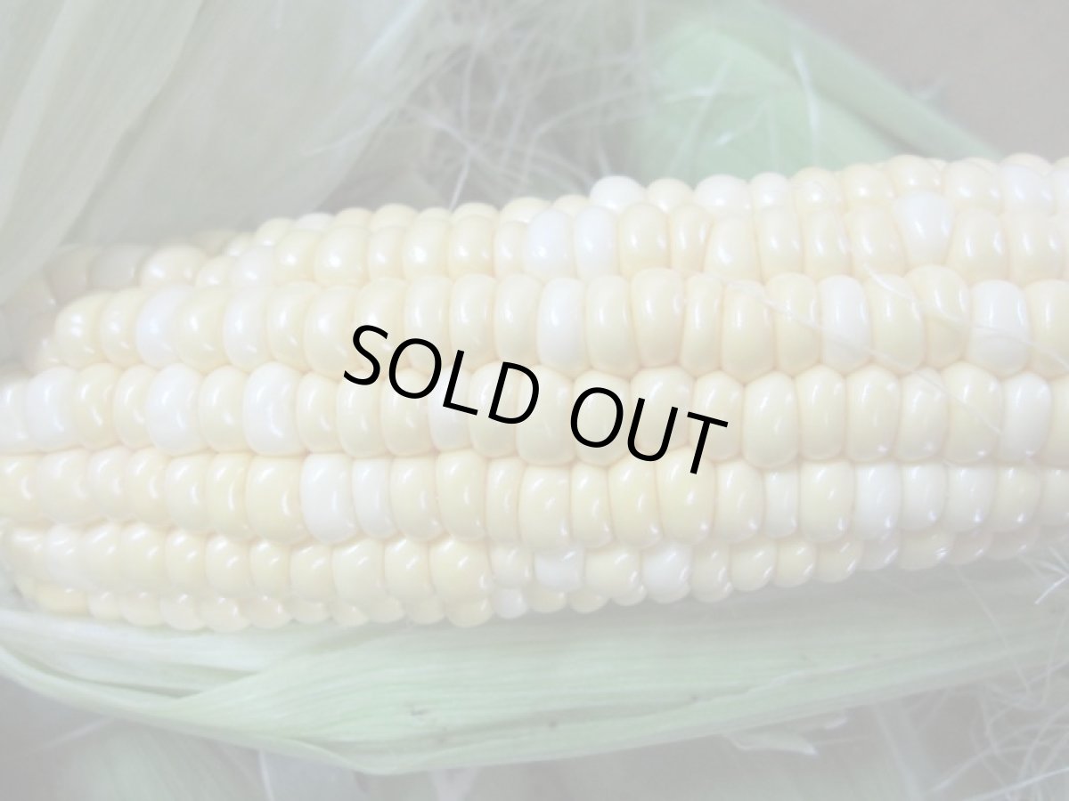 画像3: 沖縄産 スイートコーン 5kg　(20本前後/カラーお任せ)【日付指定不可】 (3)