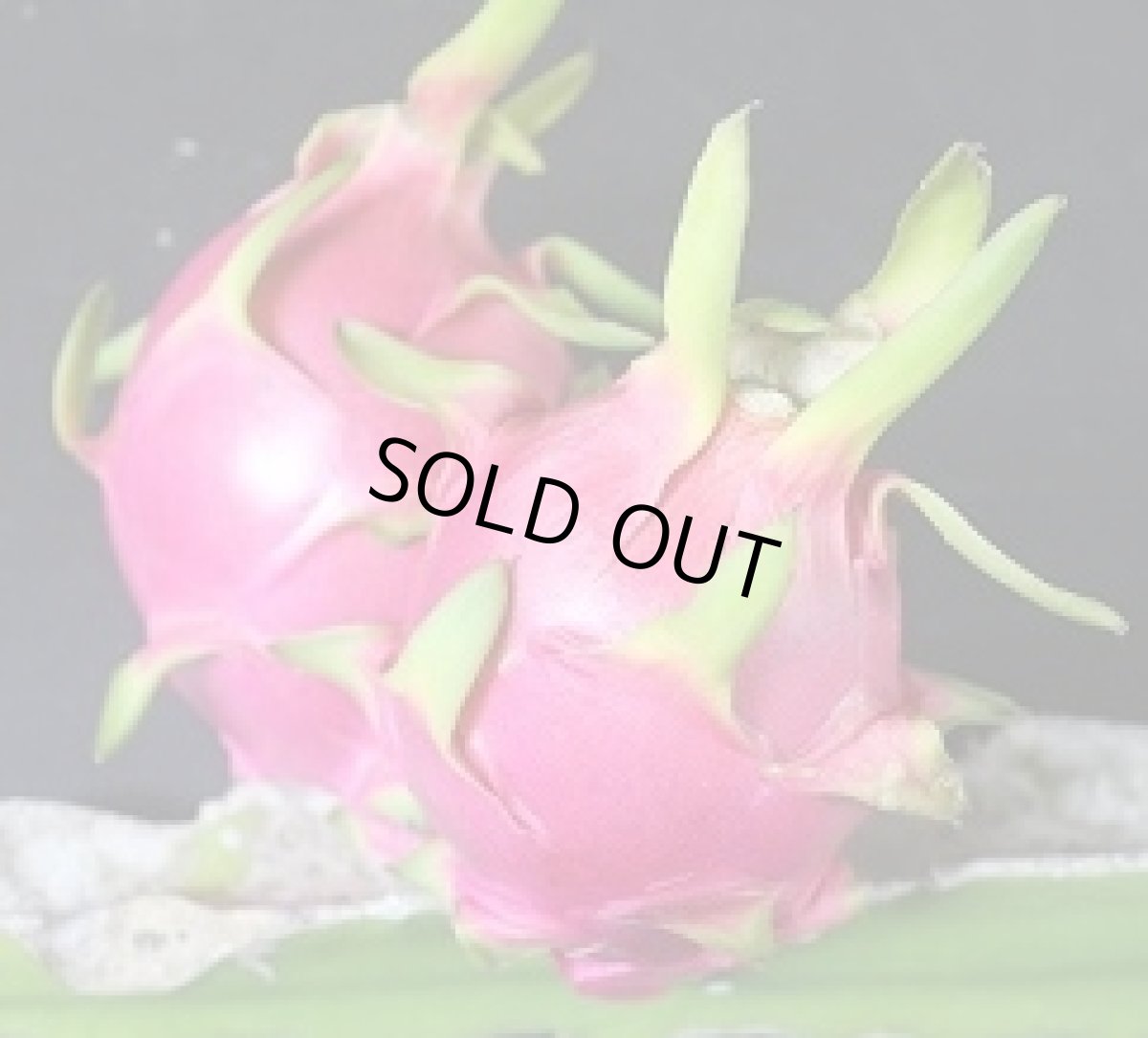 画像2: 訳ありドラゴンフルーツ白　１ｋｇ（４玉〜6玉）沖縄県産【シークヮーサー100g付き】　発送は9月中旬より順次発送 (2)