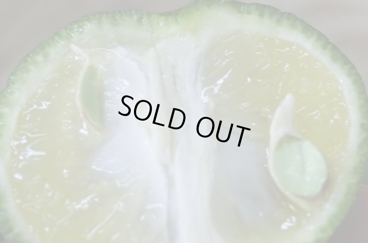 画像2: 沖縄県産 カーブチー 約10kg 昔ながらの沖縄みかん　香りでリラックスできる【発送9月〜11月】 (2)