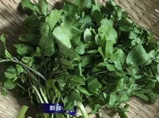画像2: 【今が旬】沖縄のスーパー野菜　クレソン　たっぷり　５００g (2)