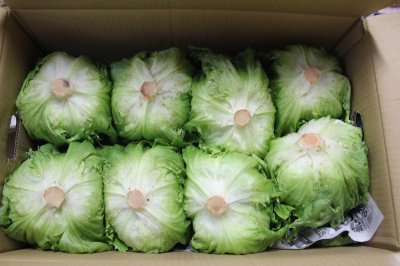 画像1: 沖縄野菜：沖縄産レタス　１箱（６〜８玉）
