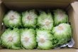 画像1: 沖縄野菜：沖縄産レタス　１箱（６〜８玉） (1)