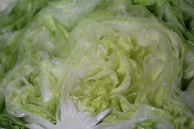 画像2: 【送料無料】沖縄野菜：沖縄産レタス　１箱（６〜８玉）約２〜３kg