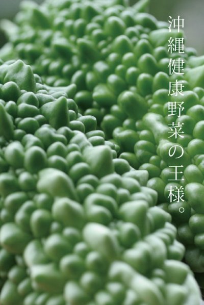 画像3: 沖縄県産　アバシゴーヤー　１ｋｇ　ビタミンCが豊富　(ゴーヤーチャンプルー・スムージーにお勧め）