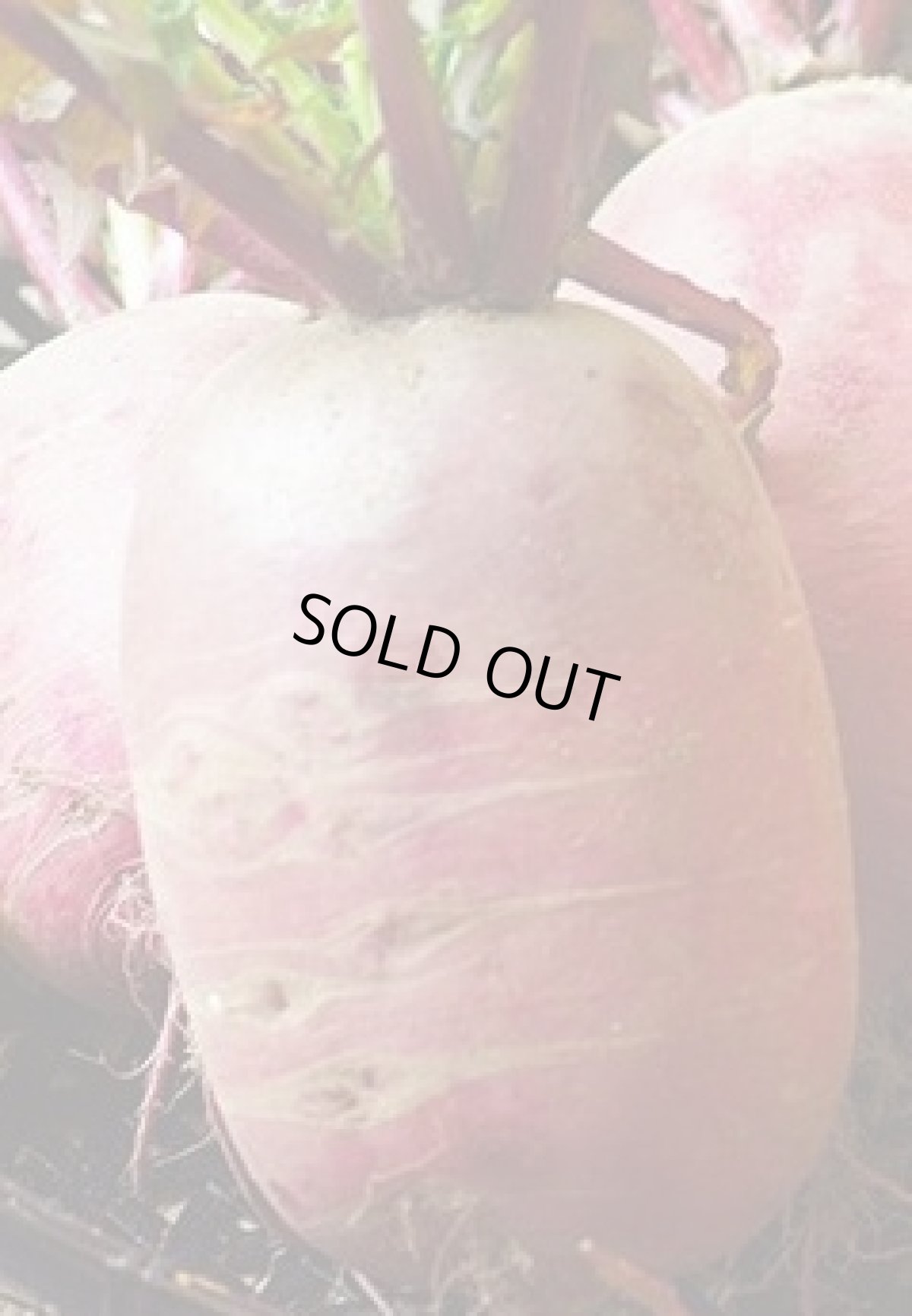 画像2: 沖縄県産　サラダに最適　赤大根　1本　約５００ｇ　 (2)