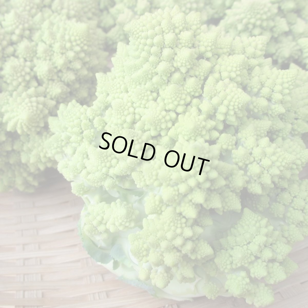 画像2: ロマネスコ 大玉２個（約１kg）　緑のカリフラワー (2)