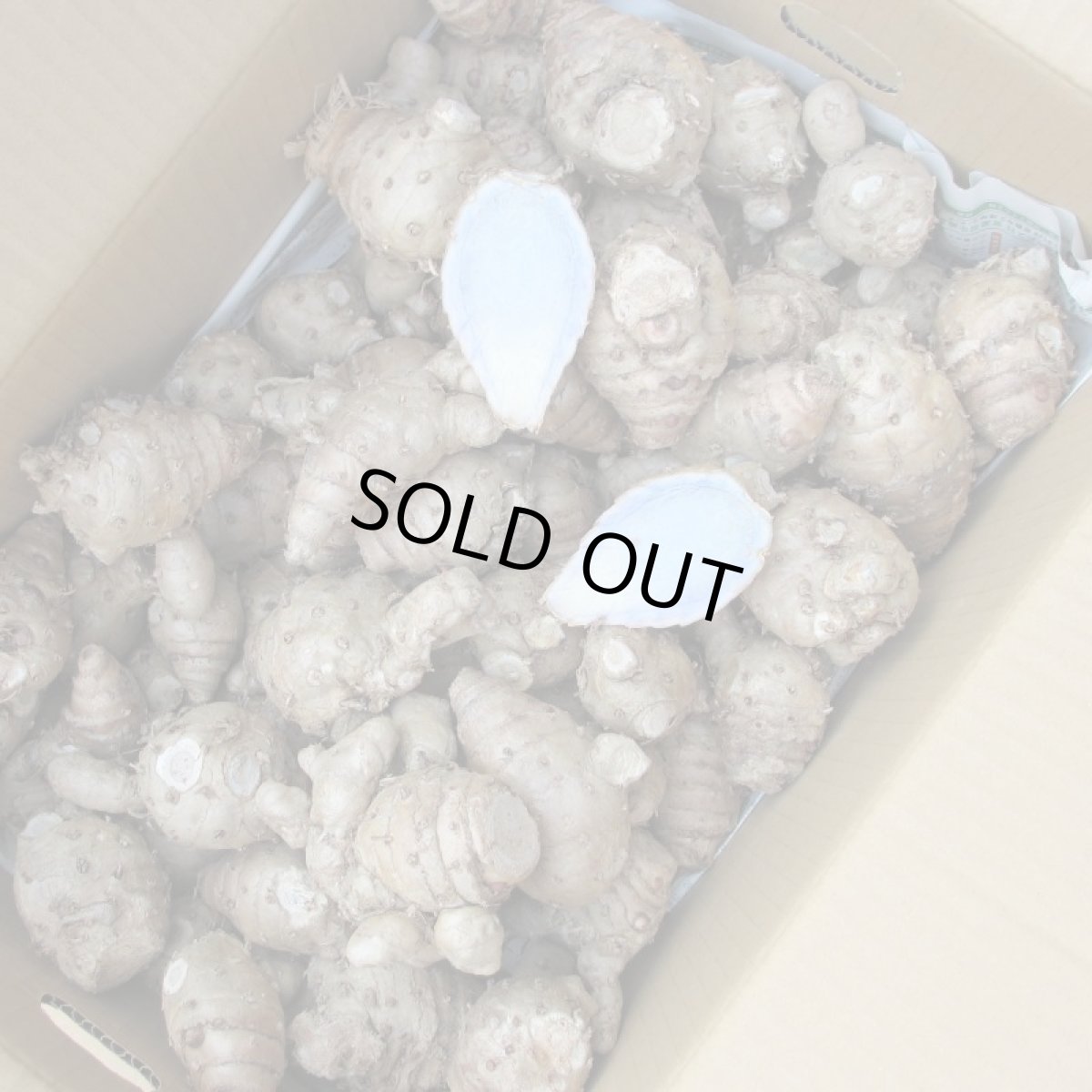 画像5: 【配達日指定不可生うっちん(沖縄産ウコン)1ｋｇ (5)