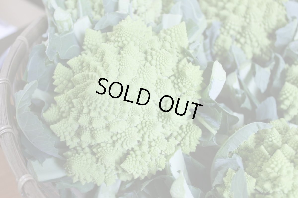 画像7: ロマネスコ 大玉２個（約１kg）　緑のカリフラワー (7)