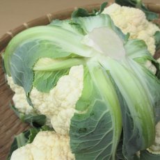 画像5: 沖縄野菜　カリフラワー　１個　約７００〜１０００g (5)