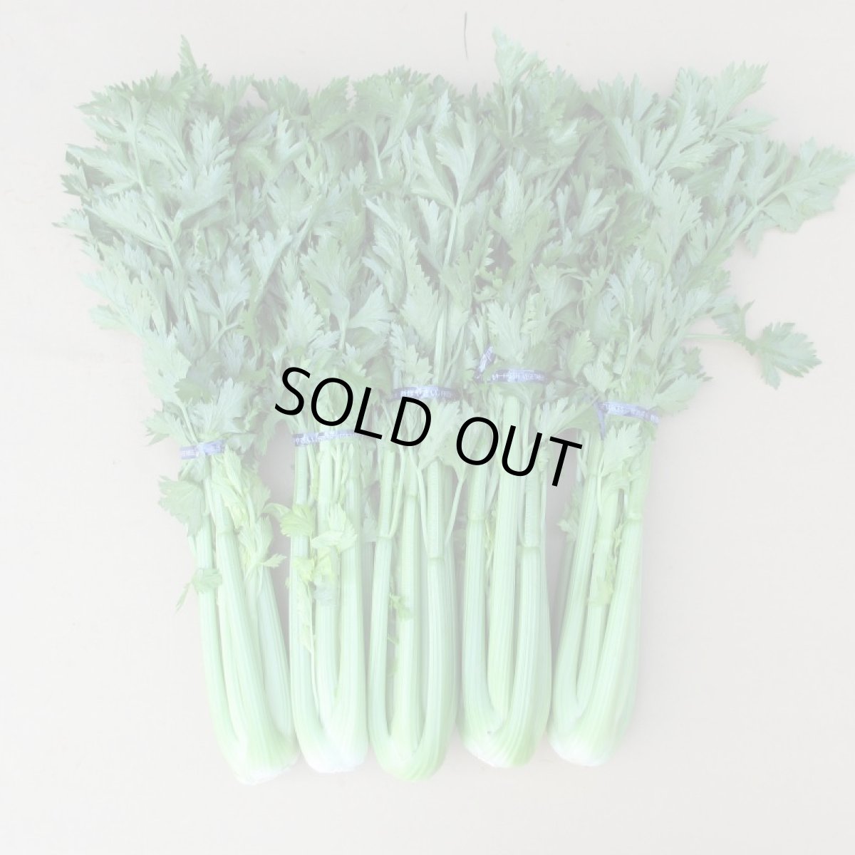 画像3: 沖縄産 セロリ約5kg (3)