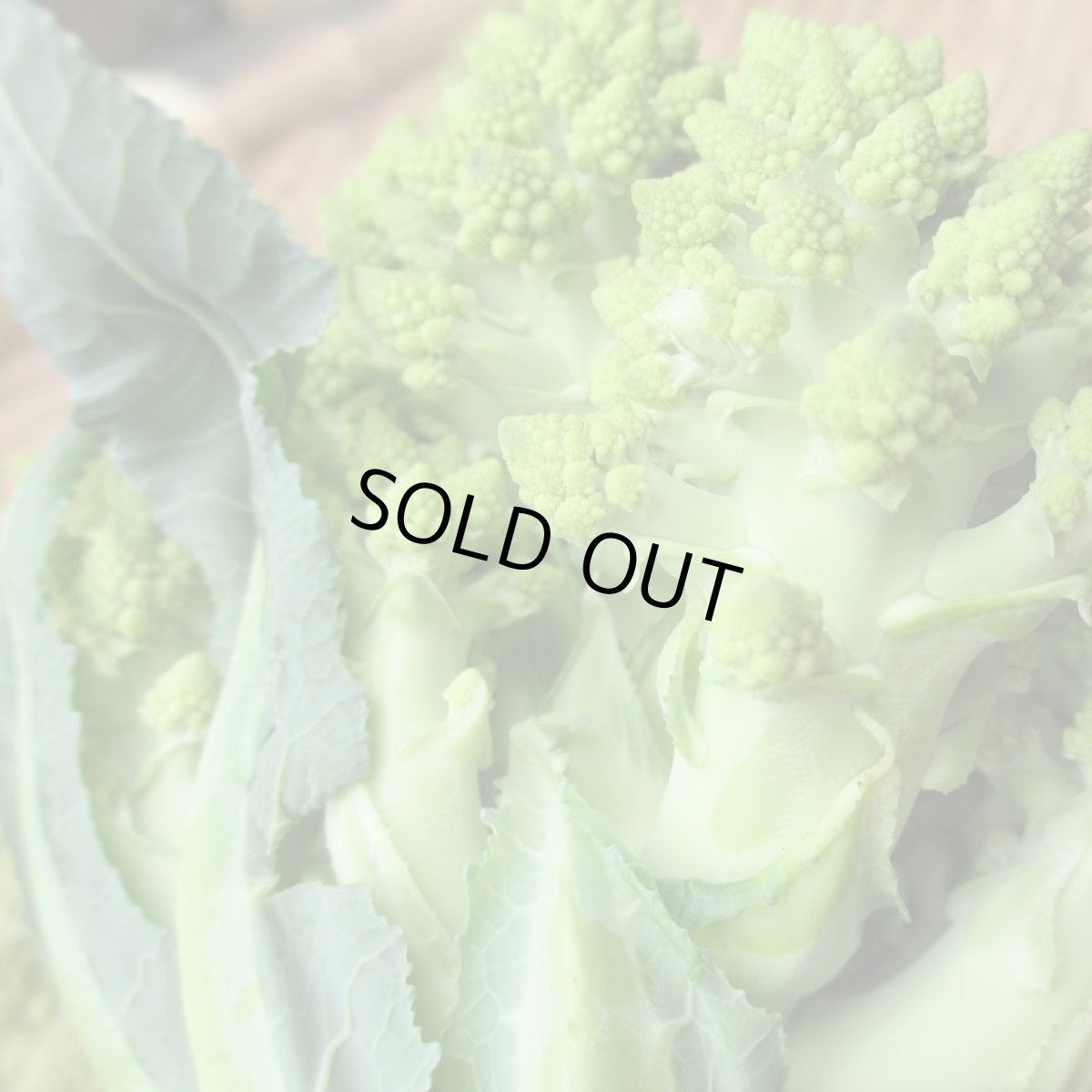 画像3: ロマネスコ 大玉２個（約１kg）　緑のカリフラワー (3)