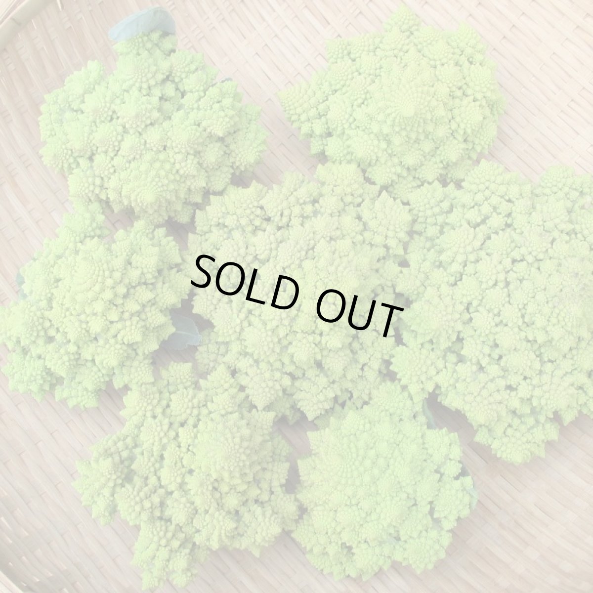 画像5: ロマネスコ 大玉２個（約１kg）　緑のカリフラワー (5)