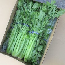 画像4: 沖縄産野菜　セロリ2kg　（2〜4束） (4)