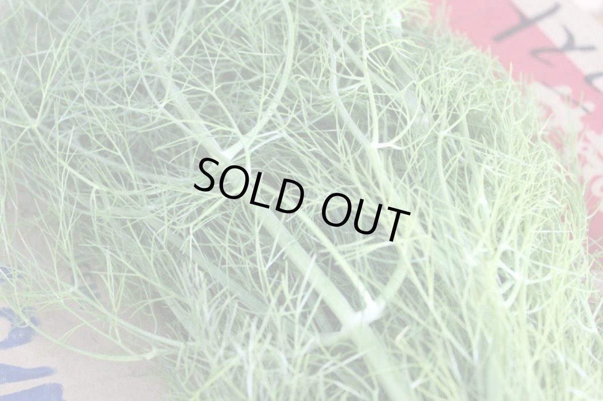 画像2: イーチョーバー(ウイキョー)150ｇ〈フェンネル〉 (2)