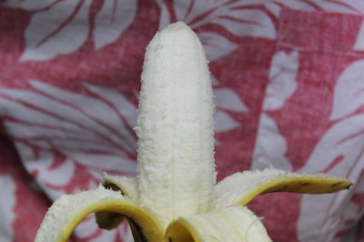 画像2: ４セット限定！珍しい≪沖縄産　銀バナナ（アイスクリームバナナ）約２kg≫　【配達日指定不可】