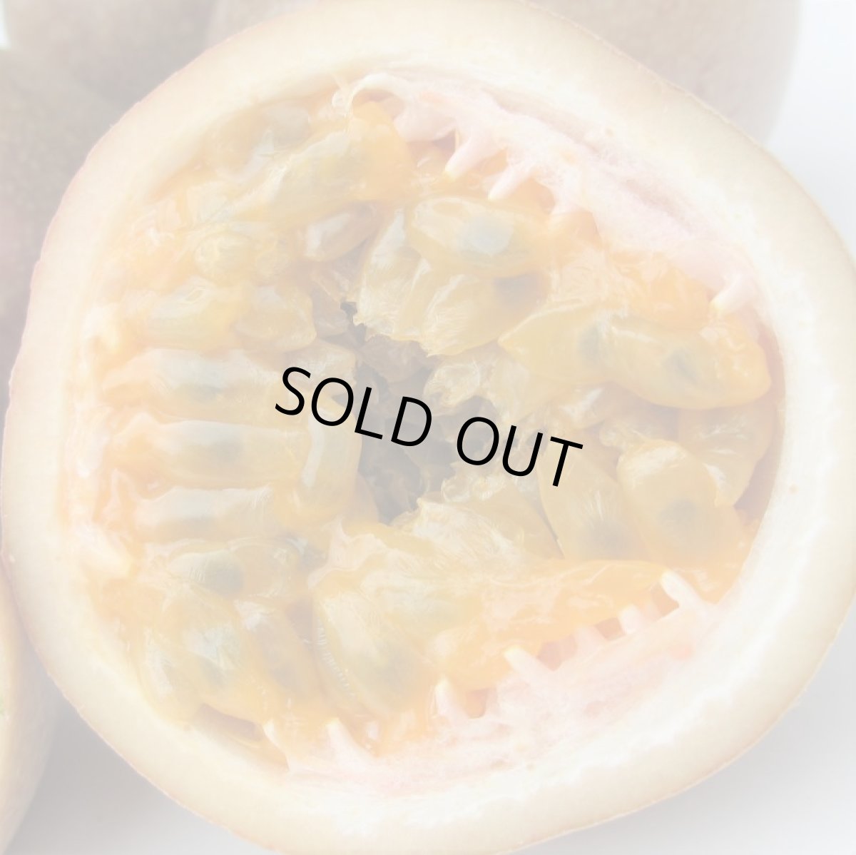 画像3: 沖縄県産 【加工用】パッションフルーツ(バラ) 約1ｋｇ【キズ/サイズバラつき/色むら】【発送予定4月〜６月頃（入荷遅れています）】 (3)