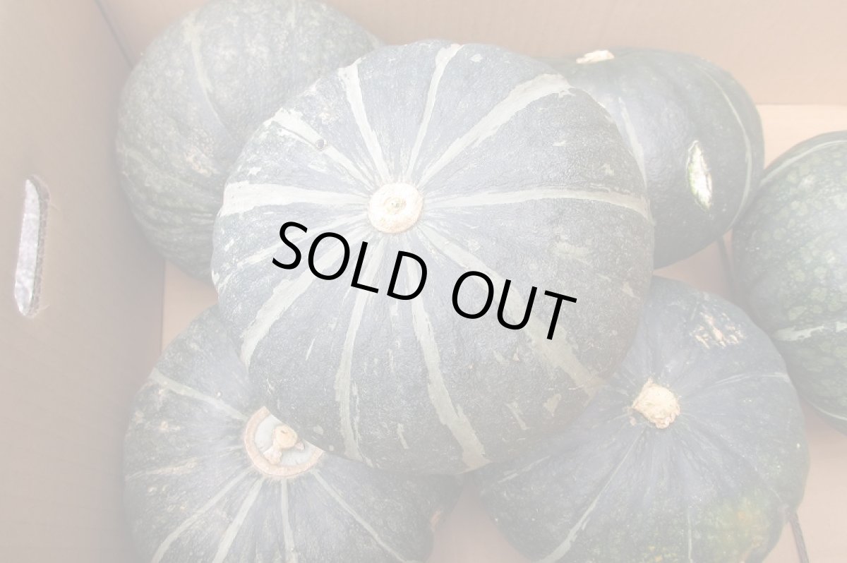 画像3: 宮古島産 栗南瓜 (クリカボチャ)  4~9玉　10キロ前後  かぼちゃ (3)