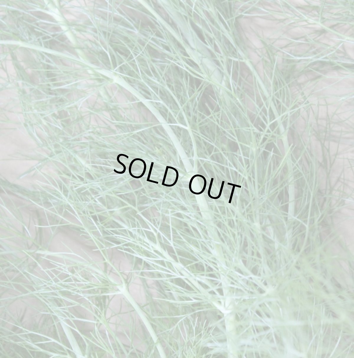 画像2: イーチョーバー( フェンネル ウイキョー )300ｇ　【発送は12月頃〜４月頃】 (2)