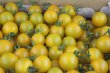 画像3: 沖縄産 カラフル ミニトマト １５０g 　５色(赤・紫・黄色・緑・オレンジ) (3)