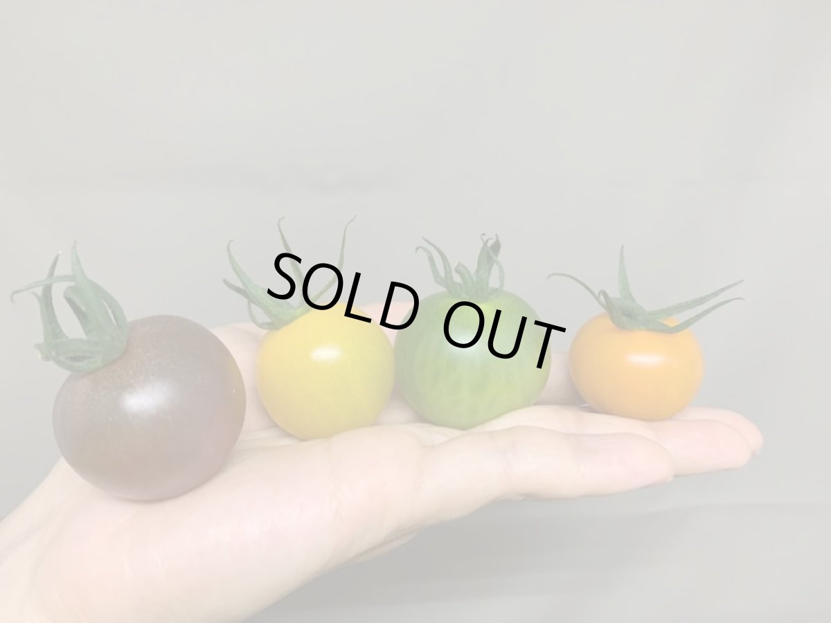画像1: 沖縄産 カラフル ミニトマト １５０g×3パック 　３〜５色(赤・紫・黄色・緑・オレンジ) (1)