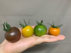 画像1: 沖縄産 カラフル ミニトマト １５０g 　５色(赤・紫・黄色・緑・オレンジ) (1)